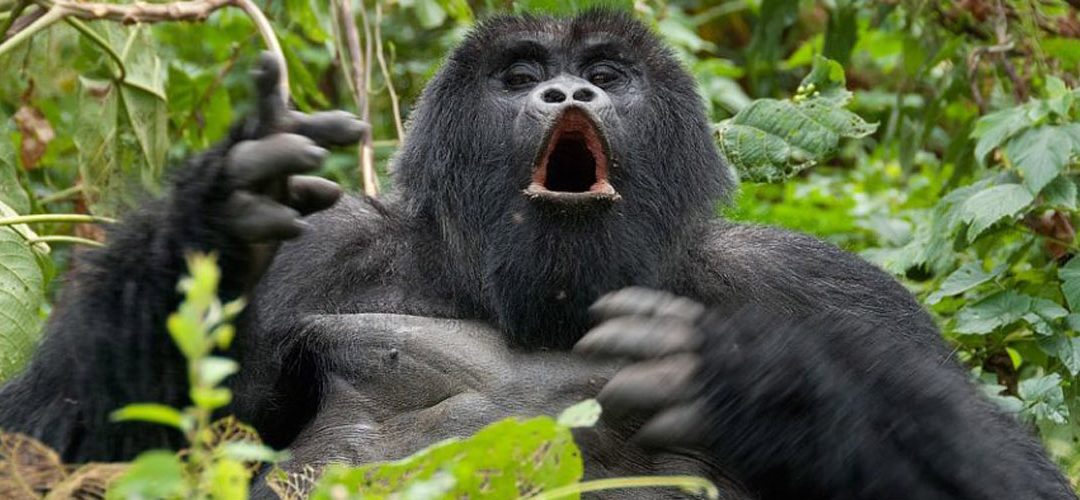 7 days Uganda primate adventure