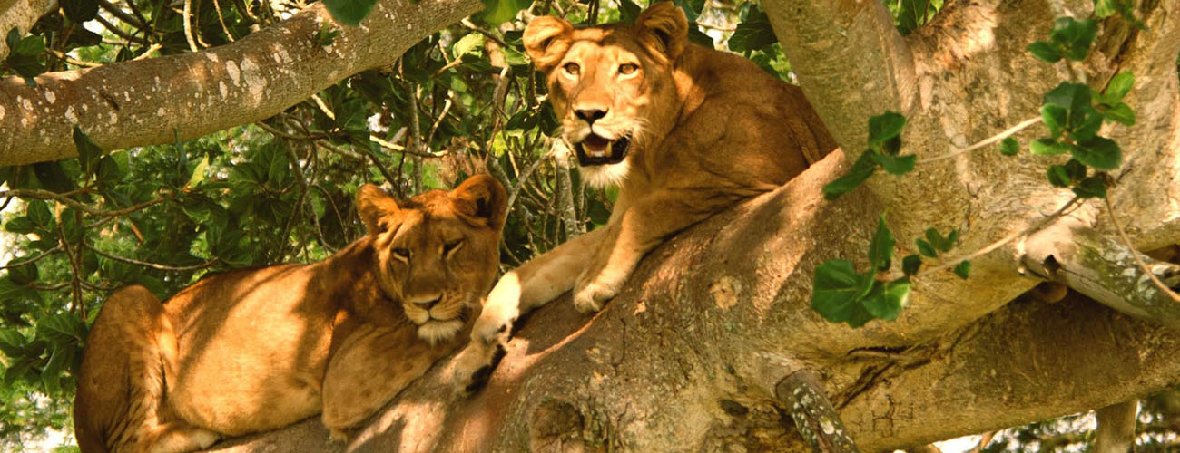 Tree climbing lions at Queen Elizabeth n.p