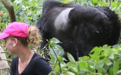 2 Days Rwanda Gorilla Trekking