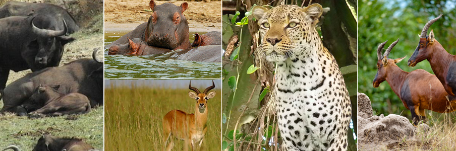 Visit Queen Elizabeth National park in Uganda