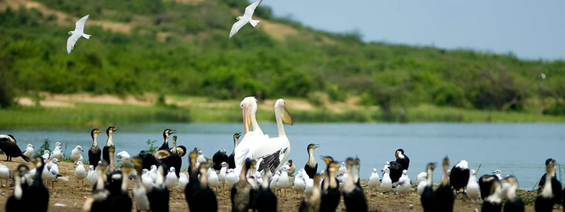 Birding safari in Uganda