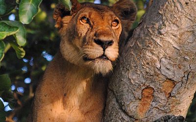 Top 10 Best Tourist destinations to visit Uganda