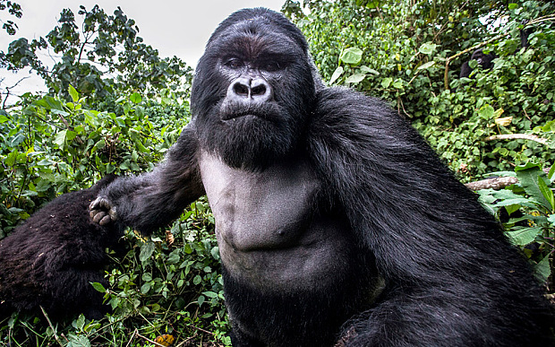 Rwanda gorilla trekking