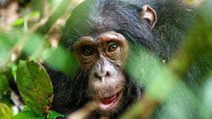 primate trekking safari