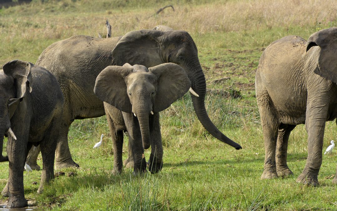 5 days Queen Elizabeth & Murchison Falls safari