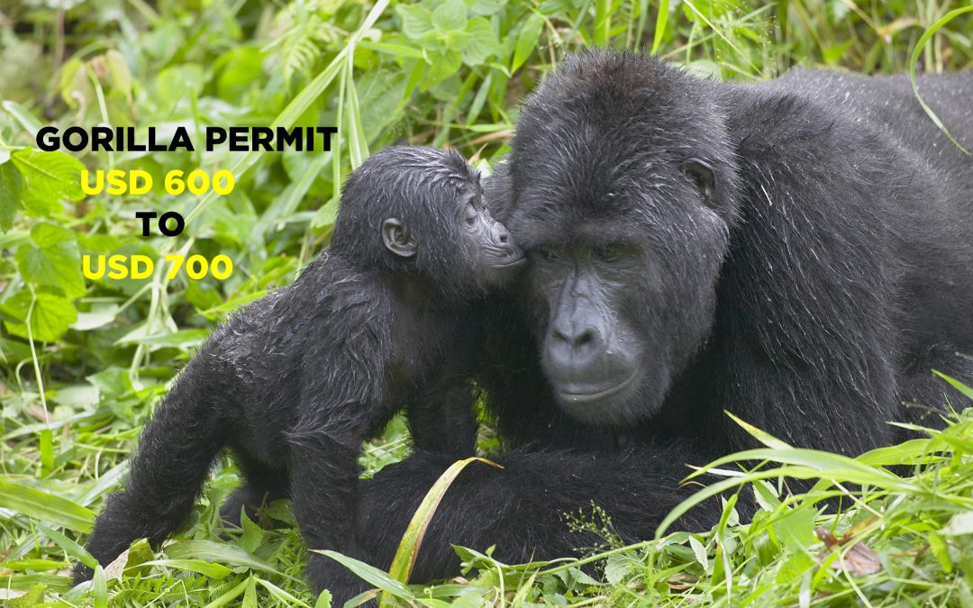 Increase in Gorilla trekking permits costs