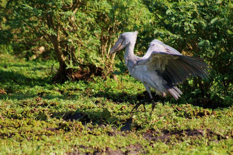 Reasons you should visit Uganda