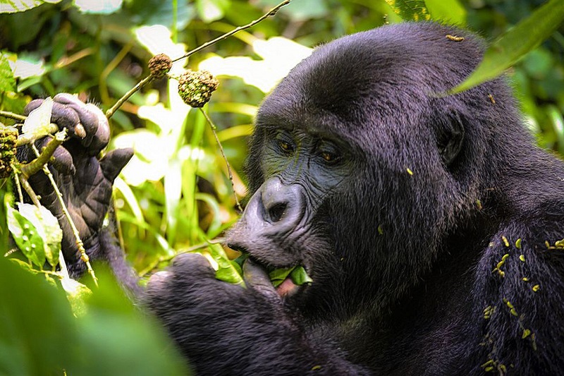Incredible Gorilla trekking in Uganda