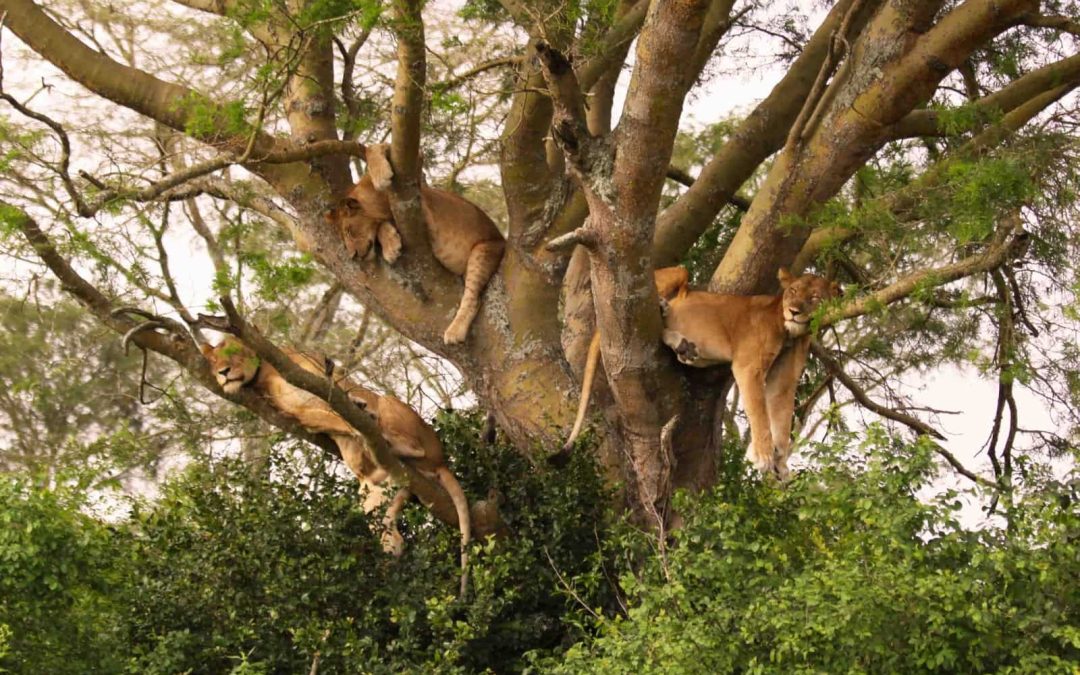 Tree climbing Lions in Uganda