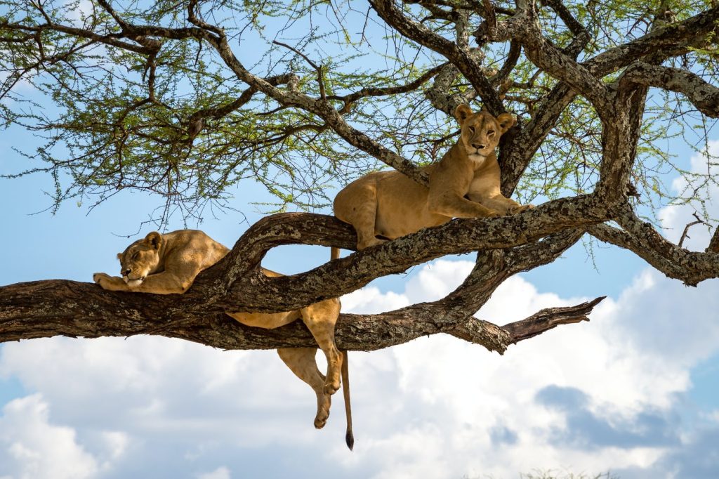 Tree climbing Lions in Uganda
