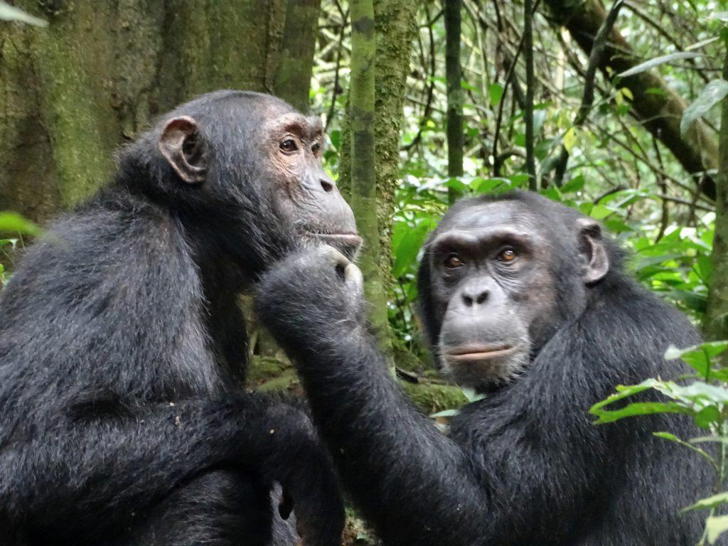 Chimpanzee trekking in Uganda