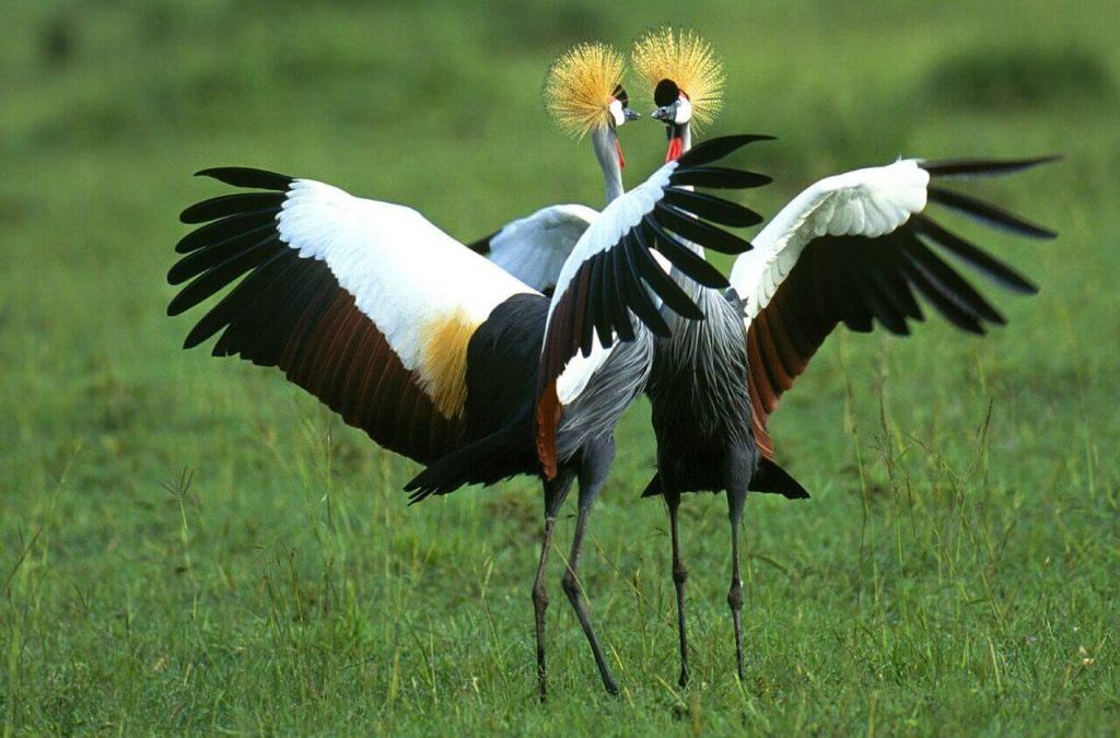 Uganda Birding Safari Guide