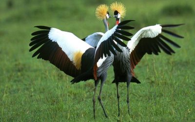 Uganda Birding Safari Guide