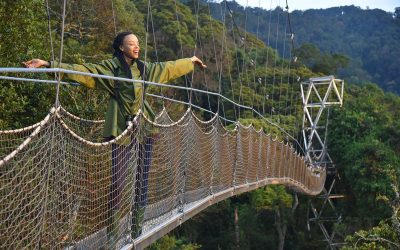 Canopy Walk