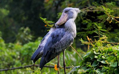 Shoebill Safari Uganda