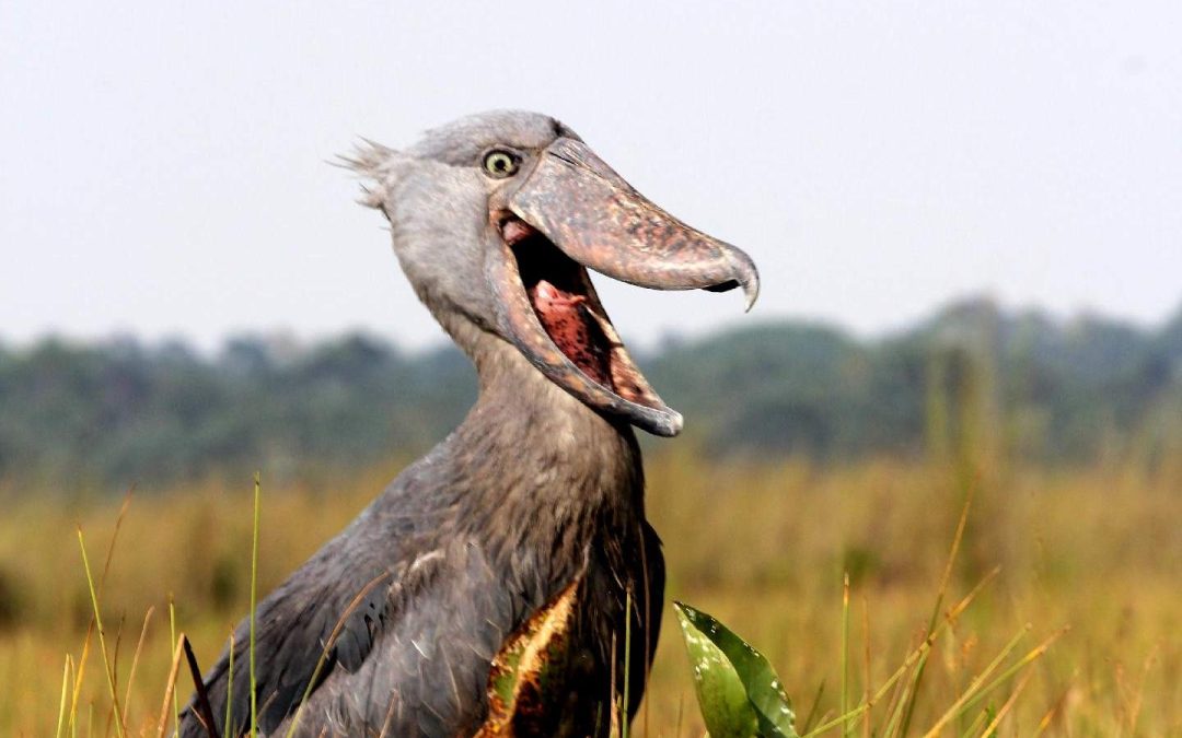 7 Days Uganda Birding Safari Tour