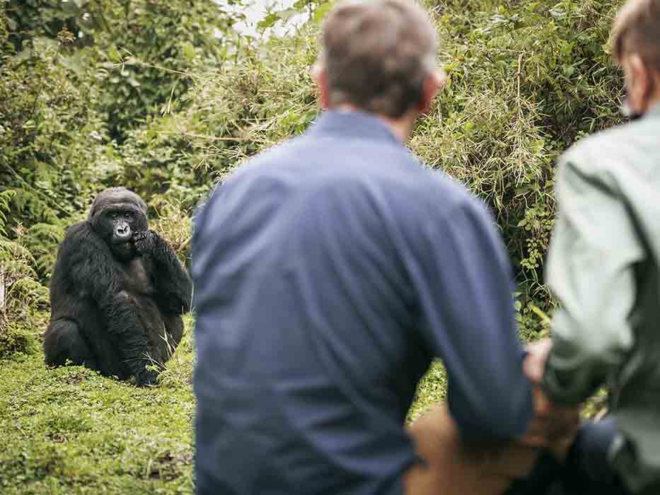gorilla-trekking