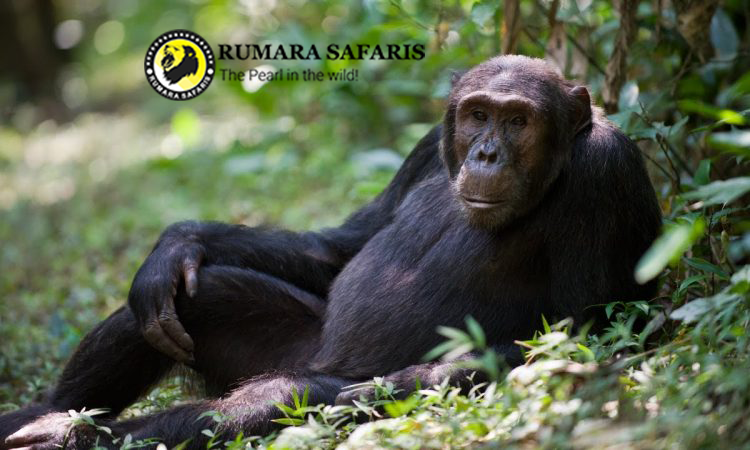 Everything You Need to Know About Gorilla Trekking in Uganda